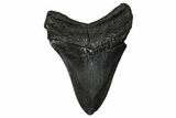 Fossil Megalodon Tooth - South Carolina #374748-1